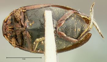 Media type: image;   Entomology 35333 Aspect: habitus ventral view